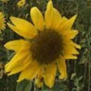 Meet your Posher, Pamela